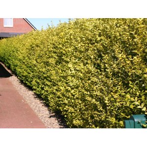 Vtáčí zob vajcolistý (Ligustrum Ovalifolium) ´AUREUM´ - výška 30-50 cm, kont. C2L